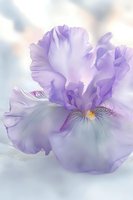Delicate lavender iris flower with ruffled petals in soft focus against light background, showcasing intricate details and gentle purple hues. For romantic designs.