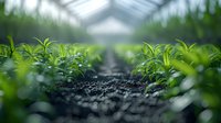 Young cannabis plants growing in modern greenhouse with soil path perspective view and natural sunlight through glass roof, agricultural cultivation concept.