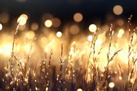 Dreamy golden grass silhouettes against blurred bokeh lights at sunset create magical atmospheric nature scene with warm glowing highlights and soft focus depth.