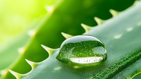 Large water drop on spiky aloe vera leaf macro shot with natural light reflection and bokeh background, showing plant detail and morning freshness.
