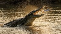Powerful crocodile bursting from water with dramatic splash at golden hour sunset creating spectacular wildlife action scene.