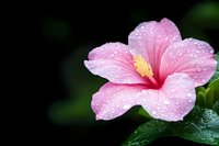 Pink hibiscus flower with water drops on petals against dark background, fresh morning dew creates natural sparkle effect on delicate tropical bloom.
