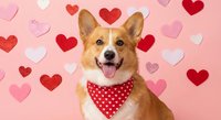 Happy corgi dog wearing red polka dot bandana surrounded by colorful hearts on pink background for Valentine's Day celebration and pet love themes.