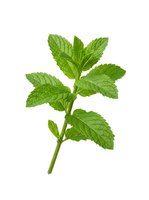 Fresh mint sprig with vibrant green leaves isolated on white background, ready for culinary, beverage, wellness and design applications.