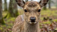 Young spotted deer fawn with gentle expression in natural forest habitat during autumn season for wildlife photography and nature documentation.