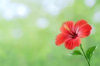 Vibrant red hibiscus flower in full bloom against soft green bokeh background, showcasing delicate petals and stamen details. For nature and garden designs.