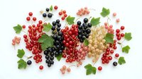 Assorted fresh berries including red currants, black currants, and white currants with green leaves arranged on white background, suitable for food and beverage design projects.