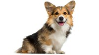Happy Welsh Corgi dog with tricolor coat sitting on white background, smiling with tongue out. Isolated pet portrait for veterinary and grooming advertising.