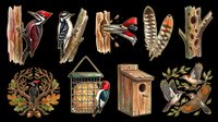 Woodpecker clipart set isolated on transparent background, featuring birds, feathers, birdhouse, and oak wreath for t-shirts, stickers, and print on demand.