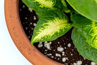 Vibrant green and yellow variegated dieffenbachia leaves in terracotta pot with fresh potting soil, close-up view showing tropical foliage detail and plant care.
