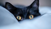 Black cat with bright yellow eyes peeking over edge, mysterious feline face partially hidden behind soft white bedding, creating dramatic close-up portrait.