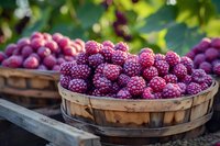 Fresh ripe raspberries in rustic wooden basket at local farm market. Organic summer berries harvested for healthy eating and natural food concept.