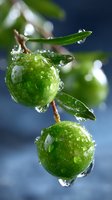 Fresh green apples on branch with water drops and morning dew against blurred blue background. Macro photography shows crystal clear droplets on fruit surface.