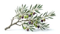 Olive branch with ripe and unripe fruits isolated on white background, ready for culinary, agricultural, and design applications including packaging and editorial use.