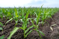 Young corn seedlings growing in rows on fertile soil, showing early stage crop development in agricultural field under clear sky.