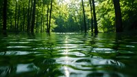 Flooded forest landscape with sunlight filtering through green trees, creating rippling reflections on dark water surface during spring season.