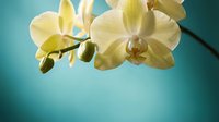 Elegant yellow orchid flowers blooming on branch against soft turquoise background, perfect for spa wellness meditation and home decor applications.