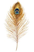 Golden peacock feather with vibrant blue and green eye pattern on white background, isolated for decorative design projects.