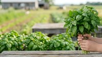 Young child holding fresh basil bunch with farm field and crops in blurred background, suitable for organic farming, gardening, agriculture, and food production content.
