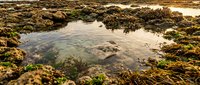 Natural tidal pool ecosystem with seaweed and marine life during low tide at rocky coastline for environmental and nature photography projects.