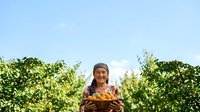 Middle-aged woman with South Asian ethnicity wearing traditional colorful clothing and headscarf, holding fresh harvested vegetables in agricultural field during daytime with clear sky.