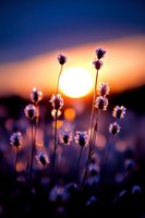 Delicate wildflower silhouettes against vibrant sunset sky with glowing sun and bokeh effect, creating dreamy purple and orange atmospheric nature scene.