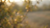 Golden hour sunlight filters through wild plants and grasses in a natural field setting, creating warm bokeh effects. Suitable for nature, agriculture, and outdoor lifestyle projects.