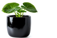 Young Monstera deliciosa plant with glossy green leaves growing in modern black ceramic pot against white background, isolated decorative houseplant for interior design.