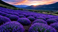 Lavender field at sunset with purple flowers blooming in rows across rolling hills under golden sky. Agricultural landscape for aromatherapy and wellness.