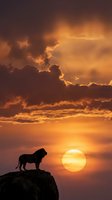 Lion silhouette standing on rocky cliff against dramatic orange sunset sky with golden sun and storm clouds for wildlife and nature themes.