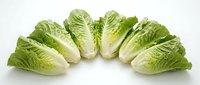 Fresh napa cabbage heads arranged in semicircle on white background, isolated for cooking and healthy eating designs.
