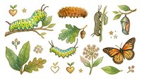 Young caterpillar and butterfly lifecycle stages with green leaves and botanical elements on white background, isolated and ready for educational materials, children's designs, and nature-themed projects.