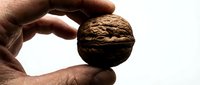 Hand holding a whole walnut against a light background, showcasing its textured shell. Great for food, nutrition, and healthy eating concepts.