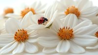 Red ladybug resting on white daisy petals with orange centers in soft focus macro photography, creating natural spring garden atmosphere.