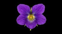 Purple violet flower isolated on transparent background, ready for t-shirt design, stickers, clipart, print on demand, sublimation, and digital crafts.