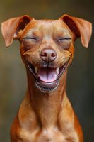 Smiling brown Miniature Pinscher dog with closed eyes and happy expression against blurred background, showing joyful and playful pet personality.