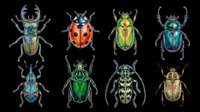 Colorful beetle collection featuring eight detailed insects with metallic shells in blue, red, green, and gold tones. Isolated on transparent background, ready for t-shirt designs, clipart, stickers, sublimation, and print-on-demand products.
