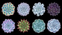 Colorful succulent rosettes collection, isolated on transparent background. Eight detailed botanical plants in blue, purple, green tones. Great for stickers, t-shirt design, print on demand.