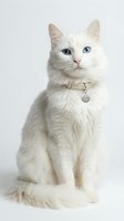 White fluffy cat with striking blue eyes wearing a beige collar and tag, sitting against a white background. Isolated and ready for pet care, veterinary, and animal-related design projects.