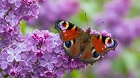 Peacock butterfly resting on vibrant purple lilac flowers in garden, showcasing detailed wing patterns and natural insect behavior for nature and wildlife content.
