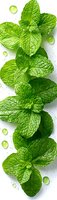 Fresh mint leaves with water drops on white background, arranged in vertical composition. Bright green herbs for cocktails, tea and culinary use.