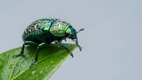Metallic green beetle with iridescent shell perched on fresh leaf edge against neutral background for nature and insect photography projects.