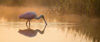 White ibis wading bird feeding in golden sunset water with perfect reflection, serene wetland wildlife scene for nature photography and environmental content.