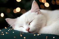 Sleeping white cat with peaceful expression against dark background with golden bokeh lights creating magical holiday atmosphere, cozy winter mood.