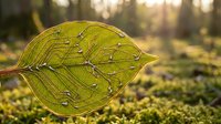 Translucent green leaf with detailed veins backlit by sunlight in forest setting, showcasing natural botanical structure and light filtering through foliage.