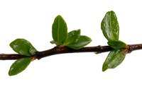 Fresh green leaves growing on brown branch with water drops isolated on white background, nature botanical element for design projects.