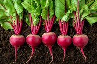 Fresh red beetroots with bright green leaves arranged in row on dark soil background, organic farm produce showing roots and stems in natural setting.