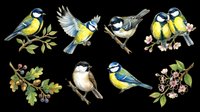 Colorful songbirds with blue, yellow, and black plumage perched on branches and twigs with foliage. Isolated on transparent background, ready for t-shirt designs, clipart, stickers, and print-on-demand products.