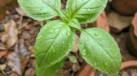 Fresh green basil seedling with water droplets on leaves growing in garden soil after rain, close-up of herb plant in natural light.