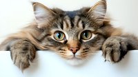Curious Maine Coon cat with bright blue eyes and fluffy fur peeking over white surface, front paws hanging down, looking directly at camera with playful expression.